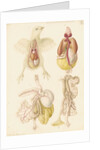 Dissected chick by Franz Andreas Bauer
