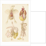 Dissected chick by Franz Andreas Bauer