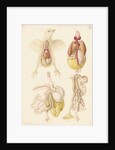 Dissected chick by Franz Andreas Bauer