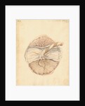 Human placenta by William Clift