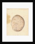 Human placenta by William Clift