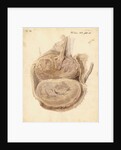 Monkey placenta by William Clift