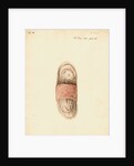 Cat foetus and placenta by William Clift