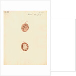 Rabbit placenta by William Clift