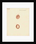 Rabbit placenta by William Clift