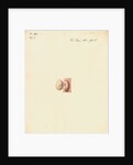 Hedgehog foetus and placenta by William Clift