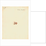 Rat foetus and placenta by William Clift