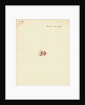Rat foetus and placenta by William Clift
