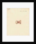 Guinea pig foetus and placenta by William Clift
