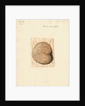 Cow placenta by William Clift