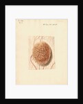 Cow placenta by William Clift