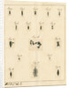 Planaria worms by James Rawlins Johnson