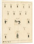 Planaria worms by James Rawlins Johnson