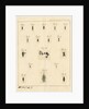 Planaria worms by James Rawlins Johnson