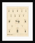 Planaria worms by James Rawlins Johnson
