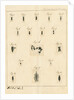 Planaria worms by James Rawlins Johnson