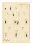 Planaria worms by James Rawlins Johnson