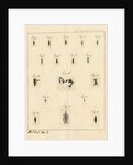 Planaria worms by James Rawlins Johnson