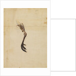 Turkey leg and spur by Anonymous