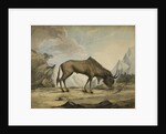 American bison by Anonymous