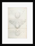 Posterior body parts of Aspidiotus aurantii, Aspidiotus ficus and Aspidiotus dictyospermi by Robert Newstead