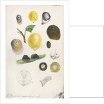 Aspidiotus bromelliae, Aspidiotus camellae and Aspidiotus personatus by Robert Newstead