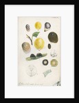 Aspidiotus bromelliae, Aspidiotus camellae and Aspidiotus personatus by Robert Newstead