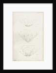 Posterior body parts of Aspidiotus personatus, Aspidiotus bromellae and Aspidiotus camellae by Robert Newstead