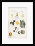 Aspidiotus ostreaeformis [European fruit scale] by Robert Newstead