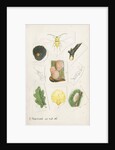 Aspidiotus zonatus by Robert Newstead