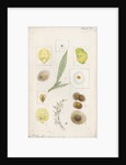 Aspidiotus hederae [Ivy scale] and Aspidiotus britannicus [Holly scale] by Robert Newstead