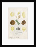 Aspidiotus cyanophyll [Cyanophyllum scale] and Aspidiotus dictyospermi [Spanish red scale] by Robert Newstead
