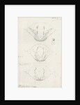 Posterior body parts of Aspidiotus hederae [Ivy scale], Aspidiotus cyanophyll [Cyanophyllum scale] and Aspidiotus spinosus by Robert Newstead