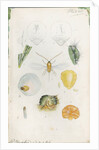 Diaspis bromellae [Pineapple scale], Diaspis boisduvalii [Biosduval scale] and Diaspis calyptroides [Cactus scale] by Robert Newstead