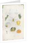 Diaspis bromellae [Pineapple scale], Diaspis boisduvalii [Biosduval scale] and Diaspis calyptroides [Cactus scale] by Robert Newstead