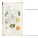 Diaspis bromellae [Pineapple scale], Diaspis boisduvalii [Biosduval scale] and Diaspis calyptroides [Cactus scale] by Robert Newstead