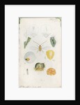 Diaspis bromellae [Pineapple scale], Diaspis boisduvalii [Biosduval scale] and Diaspis calyptroides [Cactus scale] by Robert Newstead