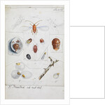 Aulacaspis rosae [Rose scale] by Robert Newstead