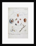 Aulacaspis rosae [Rose scale] by Robert Newstead