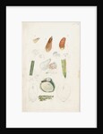 Poliaspis cycadis [Poliaspis cycad scale], Pinnaspis buxi [Boxwood scale] and Diaspis zamiae by Robert Newstead