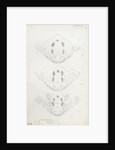 Posterior body parts of Diaspis bromellae [Pineapple scale], Diaspis boisduvalii [Biosduval scale] and Diaspis calyptroides [Cactus scale] by Robert Newstead