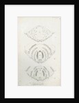 Posterior body parts of Diaspis zamiae, Aulacaspis rosae [Rose scale] and Poliaspis cycadis [Poliaspis cycad scale] by Robert Newstead