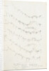 Posterior body margins of female Diaspis, Aulacaspis and Poliapsis by Robert Newstead