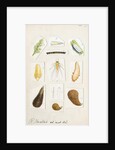 Chionaspis aspidistrae by Robert Newstead
