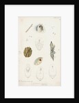 Chionaspis biclavis, Chionaspis aspidistrae and Chionaspis salicis [Willow scale] by Robert Newstead