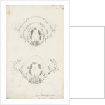 Posterior body margins of female Chionaspis salicis [Willow scale] and Chionaspis aspidistrae by Robert Newstead