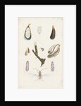 Mytilaspis pomorum [Mussel scale] by Robert Newstead