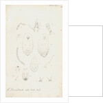 Mytilaspis pomorum [Mussel scale], Mytilaspis pinnaeformis and Pinnaspis buxi [Boxwood scale] by Robert Newstead