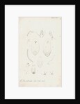 Mytilaspis pomorum [Mussel scale], Mytilaspis pinnaeformis and Pinnaspis buxi [Boxwood scale] by Robert Newstead