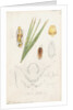 Fiorinia fioriniae [Palm fiorinia scale] by Robert Newstead